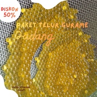 Bibit telur gurame Padang isi 1100 kualitas super/ bibit telur gurame padang