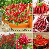 ปลูกง่าย ปลูกได้ทั่วไทย เมล็ดสด100% เมล็ดพันธุ์ พริกไทย บรรจุ 200เมล็ด Super Spicy Hot Pepper Seeds Red Chili Seeds เมล็ดพริกไทย เมล็ดพันธุ์ผัก ต้นไม้มงคล เมล็ดพริก ผักสวนครัว เมล็ดบอนสี บอนไซ พันธุ์ผัก เมล็ดผัก เมล็ดพันธุ์พืช Vegetable Seeds for Planting