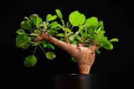  (100) 白皮地丁橄欖 Commiphora drake / 另售塊根植物、象牙宮、龜甲龍、念珠橄欖、橄欖樹、象足漆樹