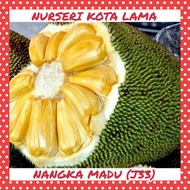 🔥HYBRID🔥 ANAK POKOK NANGKA MADU (J33)