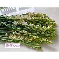 Harum Sundal Malam (Tuberose)