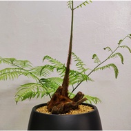 90s Greenovation Indoor Plant Cibotium barometz Golden Chicken Fern 金狗毛蕨 Ayamas Fern