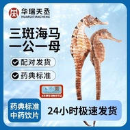 海马三斑食材公母泡酒配对中饮片正品煲汤干货长约8.7cm高端xuyuyeaa20.my HL26.3.20