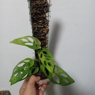 janda bolong variegata