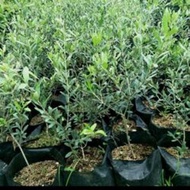 Pokok Zaitun(Olive Tree)