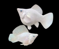 Artificial Plant & Pkbm White Trio 3