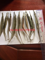 H.ải Lo.ng 3 cạnh 10 con