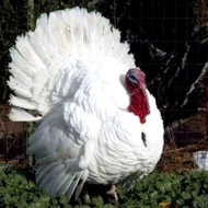 READY Anakan Kalkun White Holland Ayam Kalkun Putih Albino JUMBO Hias White Holland Turkey Import Er