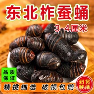 Fresh Cicada Cicada Cicada Cicada Cicada Fresh Long-Aging Large Supply Cicada Cicada Cicada Cicada C