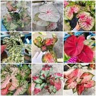 Pokok Keladi Murah Caladium Dragon Flame Empress Tootsie Chiang Mai City Thai Hybrid Pink Splash Green Apple Shycool