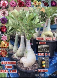 ADENIUM THAI REAL LIVE PLANT MULTI LAYER / HYBRID / POKOK BUNGA KEMBOJA THAI