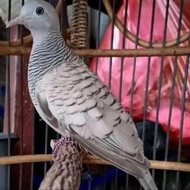 Silver turtle dove, gacor turtle dove,/ turtle dove with sound