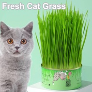 Fresh Cat Grass Hydroponic Can Cat Grass Seed Healthy Cat Grass Organic Wheatgrass Seed Cat Snacks
