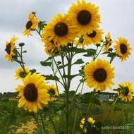 20pcs Dwarf Sunflower Seeds Flower Seeds Edible Sunflower Home Garden Potted Bonsai Tree Benih Bunga Anak Pokok Bunga