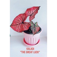 Ubi baru bercambah/Keladi Rare/ Caladium Great Luck  /Thai Hybrid/Keladi Hidup