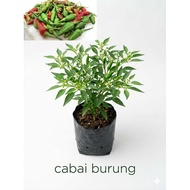 Cili Cabai Burung Live Plant Cili Padi