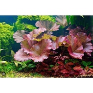 Tiger Lotus Root - Extremely Beautiful Red Aquatic Water Lily
