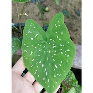 Keladi Dot Pink Caladium Rare