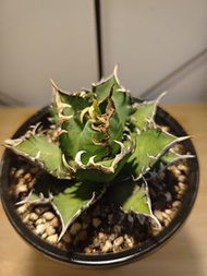 紅貓 龍舌蘭 植物 嚴龍 Agave Plant 塊根 多肉