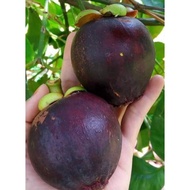 Pokok manggis Maste Hybrid