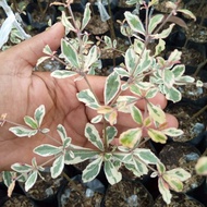 African talisay variegated ..