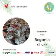 Tanaman Hias Begonia Silver Splendor / Begonia Silver Wings