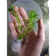 Live Aquarium Plant Egeria Densa Anacharis Bunch Tumbuhan Akuarium Udang Keladi Air Ready Stock