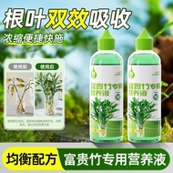 Hot-Selling Hydroponic Plants Special Nutrient Solution Lucky Bamboo Green Radish Indoor Potted Plan