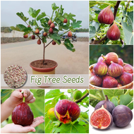 ปลูกง่าย เมล็ดสด100% เมล็ดพันธุ์ ต้นมะเดื่อ บรรจุ 200เมล็ด/แพ็ค Fig Tree Seed Fruit Seeds for Planting บอนสี เมล็ดผลไม้ ต้นไม้ผลกินได้ เมล็ดพันธุ์ผัก พันธุ์ไม้ผล บอนไซ ต้นบอนสี เมล็ดบอนสี ต้นผลไม้ ต้นไม้แคระ ผลไม้อร่อย อร่อยมาก เมล็ดพันธุ์ไม้ Fruit Plants