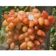 3 Dixon Grape Cuttings