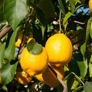 Bibit Pohon Jeruk Lemon California - Lemon Jumbo