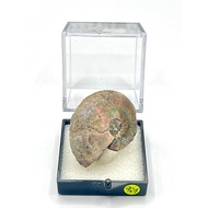 Madagascar Ammonite Fossil 969