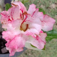 Adenium (Candy Pink Stripes) Desert Rose (Cambodia Flower Tree)- (Earloop) - (Earloop)