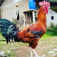 Telur ayam pelung bangkok aduan siap ditetaskan fertil asli