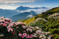 南投旅遊|高山杜鵑綻放．合歡山半日遊．清境農場賞花趣2日