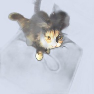 kucing persia mixdom menggemaskan