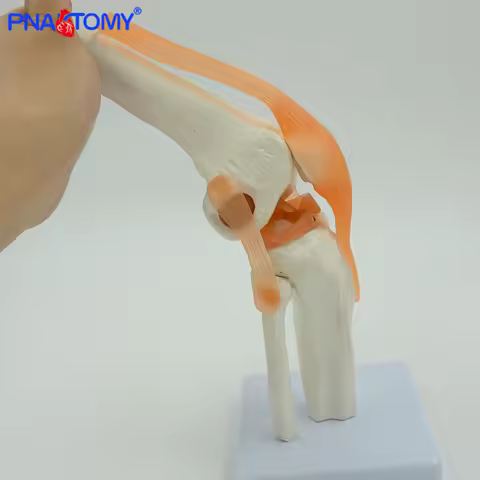 Flexible Knee Joint Model with Ligaments and Base Life Size Femur Tibia and Fibula Bone Anatomy Mode