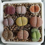 lithops 生石花＂屁屁＂*ready stock*