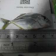 ikan predator GT Giant travelly