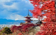[Spanish-guided] Fushimi Inari & Kiyomizudera Half-Day Small Group Tour