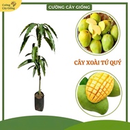 FOUR PRECIOUS MANGO SEED F1 - FRUITS IN 4 SEASONS, GREEN FRUITS ARE SO DELICIOUS