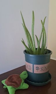 美國蘆薈/植物/盆栽/aloe vera
