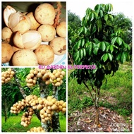 Pokok Buah Dokong HYBRID ( Lansium Domesticum Corr. )