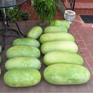 เมล็ดพันธุ์ แตงโม ชาร์เลสตัน เกรย์ Charleston Gray Watermelon 20 เมล็ด คุณภาพดี ของแท้ เมล็ดพันธุ์ผัก