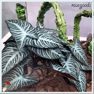 ROSEGOODS1 Fish Tank Plants, Green Plastic Artificial Water Plants, Aquarium 25CM Tall Reptile Climb