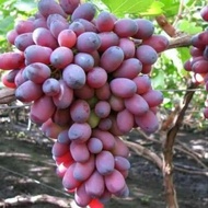 Obral Bibit Pohon Tanaman Anggur Impor Ninel Murah 1tahun Berbuah(Asli grafting)