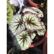 Begonia💯Pokok Begonia Size L🌹