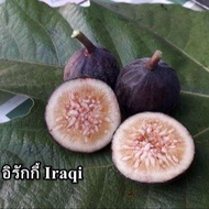 Figs ต้นมะเดื่อฝรั่ง พันธุ์ Iraqi (อิรักกี้) อร่อย หวาน หอมมากๆ ต้นสมบูรณ์มาก รากแน่นๆ จัดส่งพร้อมกร