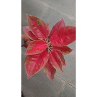 Sindo - Aglaonema Red Regency By Idamulya Florist Live Plant V0RBNPTR8V