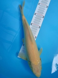 Anakan Ikan Koi Import F1 Karashi 31-Cm Reviollastar